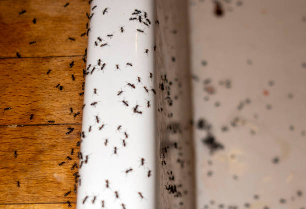 Best Emergency Pest Control  in Munfordville, KY