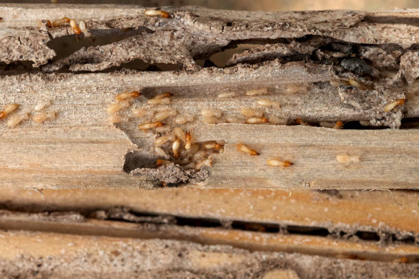 Best Flea Control Services  in Munfordville, KY